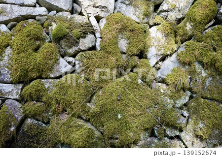 苔むした石垣 苔むした石垣 139152674