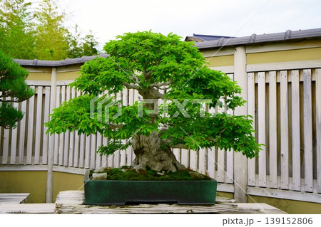 9573　盆栽　いわしで　BONSAI 139152806