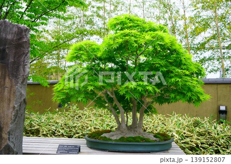9574　盆栽　山もみじ　「高雅」　BONSAI 139152807