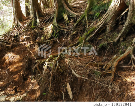 根が張り巡らされた木の根 根が張り巡らされた木の根 139152941
