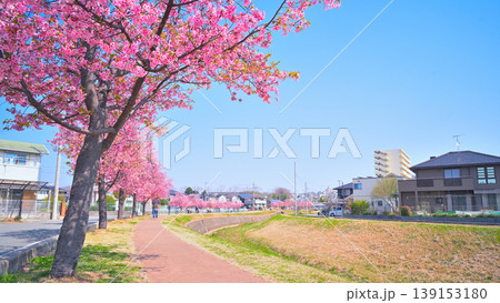 晴天の下、河津桜咲く河川敷 晴天の下、河津桜咲く河川敷 139153180