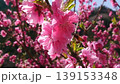 桜とミツバチが描く、春の可愛いワンシーン 139153348