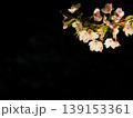 ライトアップされた桜の花の近景 139153361