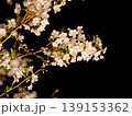 ライトアップされた桜の花の近景 139153362