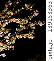 ライトアップされた桜の花の近景 139153363