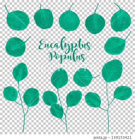 以摩擦法製作的桉樹印章狀輪廓。 139153421