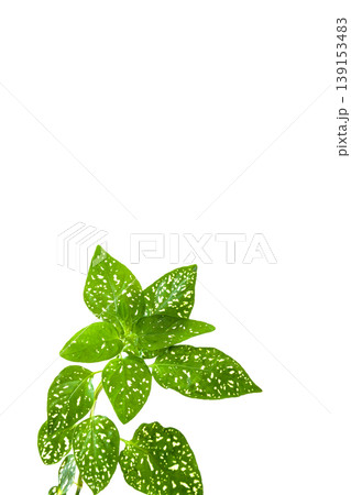 ヒポエステス【観葉植物の背景素材】 ヒポエステス【観葉植物の背景素材】 139153483