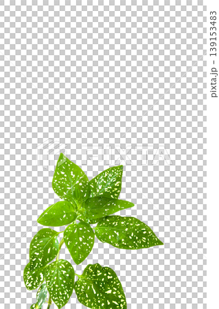 ヒポエステス【観葉植物の背景素材】 ヒポエステス【観葉植物の背景素材】 139153483