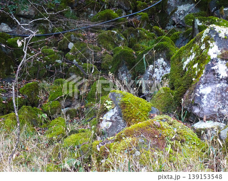 立雲峡 山桜と苔むす巨岩の群石（兵庫県 朝来市 竹田城跡） 139153548