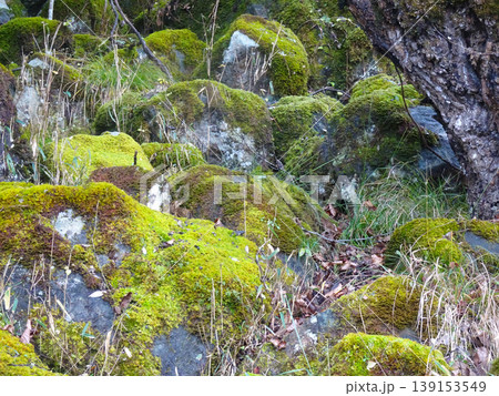 立雲峡 山桜と苔むす巨岩の群石（兵庫県 朝来市 竹田城跡） 139153549