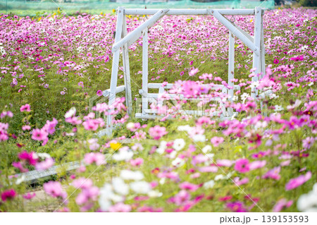 三重県 玉城町 ピンク色の満開のコスモス畑と白いブランコの風景 三重県 玉城町 ピンク色の満開のコスモス畑と白いブランコの風景 139153593