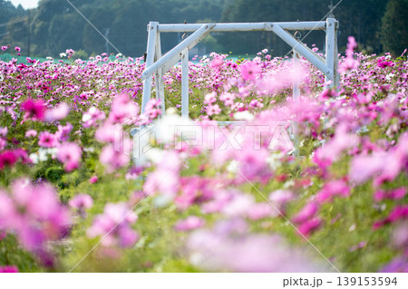 三重県 玉城町 ピンク色の満開のコスモス畑と白いブランコの風景 三重県 玉城町 ピンク色の満開のコスモス畑と白いブランコの風景 139153594