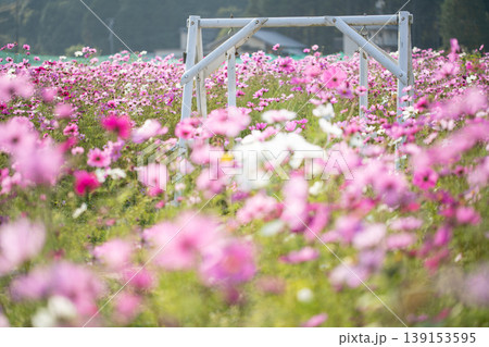 三重県 玉城町 ピンク色の満開のコスモス畑と白いブランコの風景 三重県 玉城町 ピンク色の満開のコスモス畑と白いブランコの風景 139153595