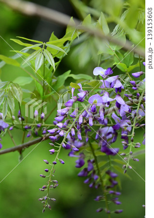 紫色の花を咲かす藤のアップ 紫色の花を咲かす藤のアップ 139153608