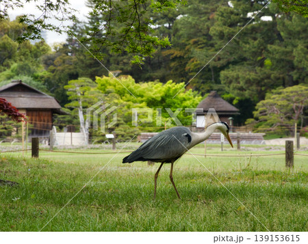 岡山後楽園 岡山後楽園 139153615