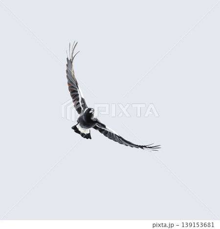 Australian Magpie in flight Australian Magpie in flight 139153681