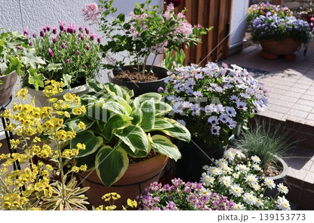 玄関前の花の寄せ鉢 139153773