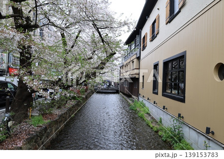京都 高瀬川の桜2026年4月② 京都 高瀬川の桜2026年4月② 139153783