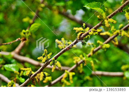 黄緑色のクワの花(雄花序、雌花序)(春、四月) 黄緑色のクワの花(雄花序、雌花序)(春、四月) 139153893