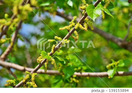 黄緑色のクワの花（雄花序、雌花序）（春、四月） 139153894
