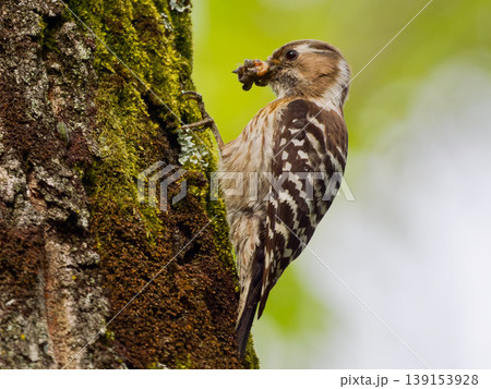 新緑の森で餌をくわえるコゲラ Japanese Pygmy Woodpecker 野鳥写真 新緑の森で餌をくわえるコゲラ Japanese Pygmy Woodpecker 野鳥写真 139153928