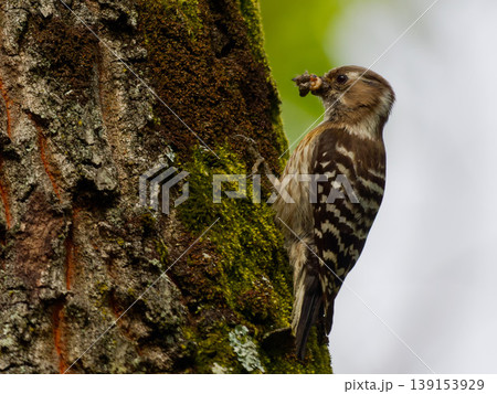 新緑の森で餌をくわえるコゲラ Japanese Pygmy Woodpecker 野鳥写真 新緑の森で餌をくわえるコゲラ Japanese Pygmy Woodpecker 野鳥写真 139153929