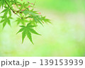 新緑の青もみじとコピースペース 139153939