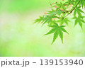 新緑の青もみじとコピースペース 139153940