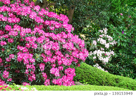 ピンク色のシャクナゲの花(春、四月) ピンク色のシャクナゲの花(春、四月) 139153949