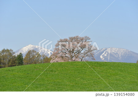 小岩井農場の一本桜 139154080