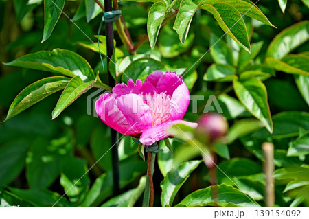 ピンクのシャクヤクの花(春、四月) ピンクのシャクヤクの花(春、四月) 139154092