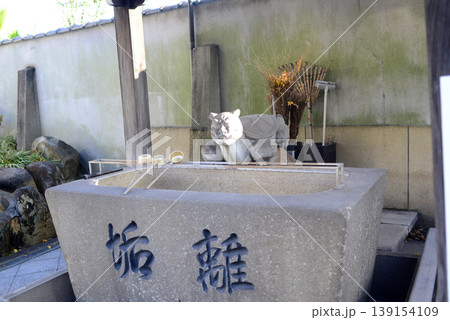 尾道浄泉寺手水舎 尾道浄泉寺手水舎 139154109