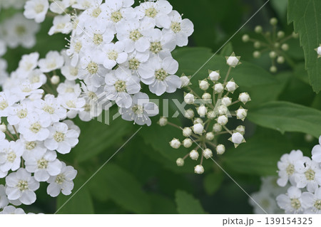 テゴマりの花と蕾 139154325