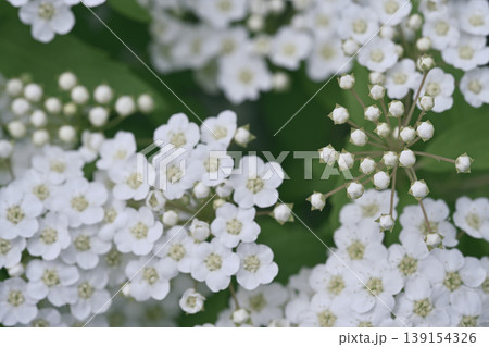 テゴマりの花と蕾 139154326