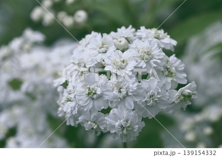 八重咲きコデマリの花 139154332