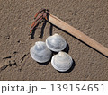 カガミガイと潮干狩りのイメージ 139154651