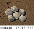 カガミガイと潮干狩りのイメージ 139154652