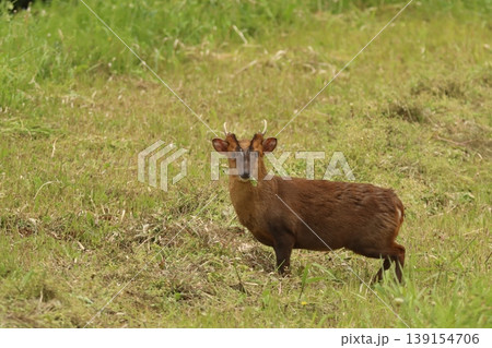 千葉県茂原市の草地に立つキョン【特定外来生物】 春の野生動物(Reeves's muntjac) 千葉県茂原市の草地に立つキョン【特定外来生物】 春の野生動物(Reeves's muntjac) 139154706