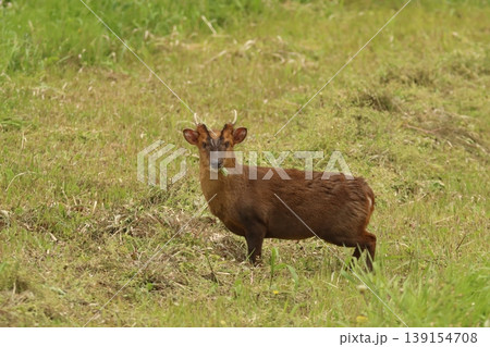 千葉県茂原市の草地に立つキョン【特定外来生物】 春の野生動物(Reeves's muntjac) 千葉県茂原市の草地に立つキョン【特定外来生物】 春の野生動物(Reeves's muntjac) 139154708