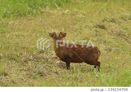 千葉県茂原市の草地に立つキョン【特定外来生物】　春の野生動物(Reeves's muntjac) 139154709