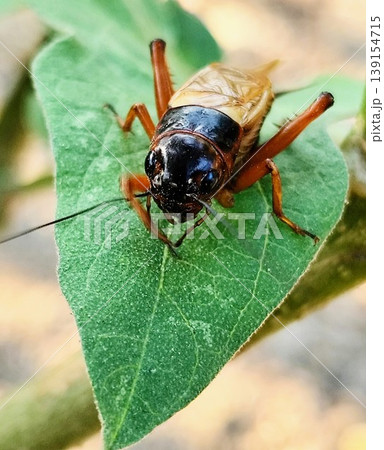 Exotic male cricket standing on a leaf 139154715