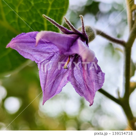 purple eggplant flowers are blooming 139154718