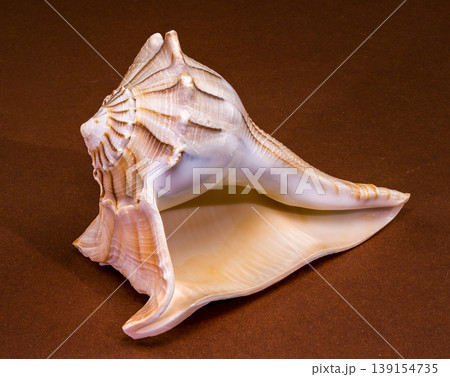 Lightning whelk seashell Sinistrofulgur perversum on a brown background Lightning whelk seashell Sinistrofulgur perversum on a brown background 139154735