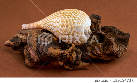 Sea fig shell Ficus ficus on old snag wood background Sea fig shell Ficus ficus on old snag wood background 139154737