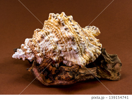 Giant triton shell Monoplex parthenopeus on weathered wood snag Giant triton shell Monoplex parthenopeus on weathered wood snag 139154741