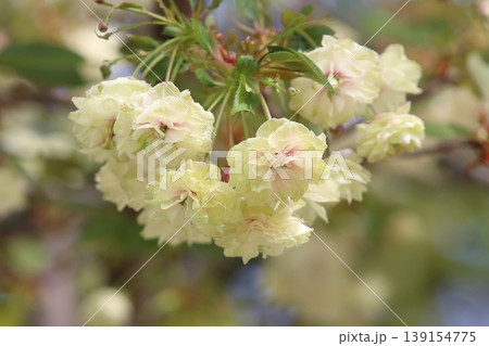 園里黄桜　緑色の花をつける桜　ソノサトキザクラ 139154775