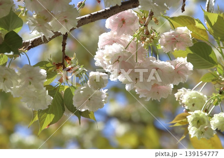 園里黄桜 緑色の花をつける桜 ソノサトキザクラ 園里黄桜 緑色の花をつける桜 ソノサトキザクラ 139154777