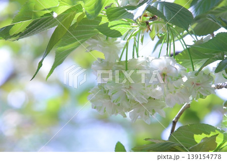 園里黄桜　緑色の花をつける桜　ソノサトキザクラ 139154778