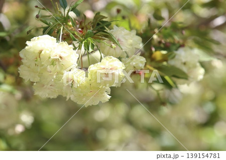 園里黄桜　緑色の花をつける桜　ソノサトキザクラ 139154781