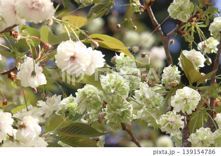 園里黄桜　緑色の花をつける桜　ソノサトキザクラ 139154786